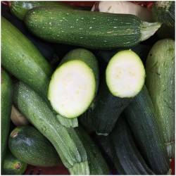 Zucchini 