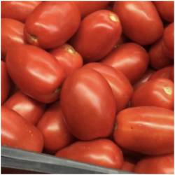 Tomaten "Roma" 