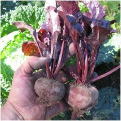 Rote Beete 