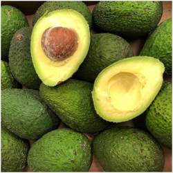 Avocado Hass 