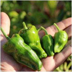 Paprika Padron 