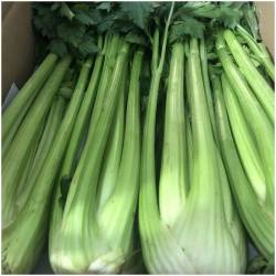 15 Kilo Staudensellerie 